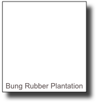 






Bung Rubber Plantation